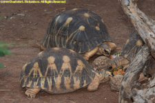 tortoises